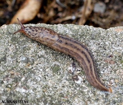 Limax maximus